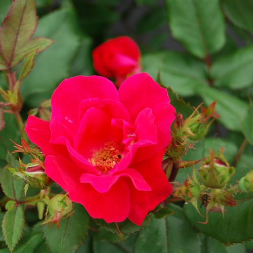 Rosa Knock Out® - rojo - Árbol de Rosas Floribunda - rosal de pie alto- forma de corona tupida